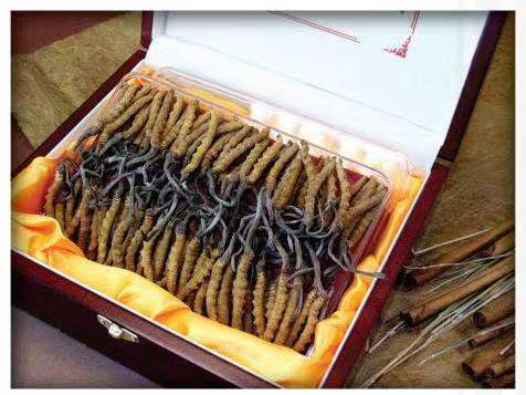 山根镇冬虫夏草回收